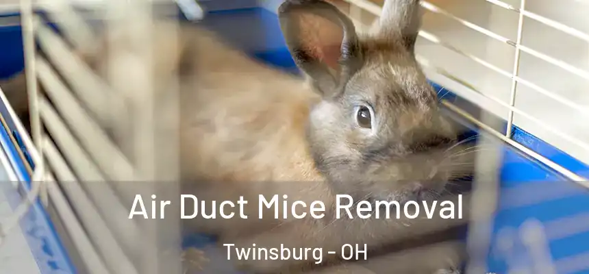  Air Duct Mice Removal Twinsburg - OH